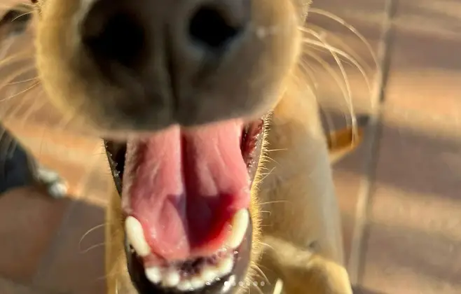 feira-de-acao-de-pets-e-realizada-nesse-sabado-(22)-em-cuiaba