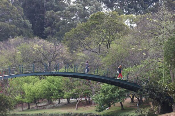 hoje-e-dia:-ibirapuera,-getulio-e-leminski-sao-destaques-da-semana