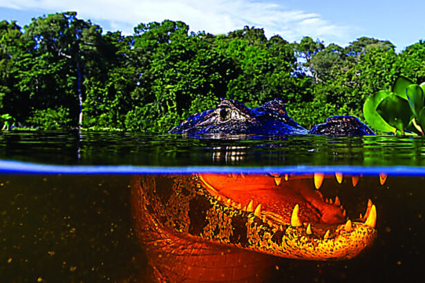 sebrae/mt-will-showcase-the-tourism-potential-of-the-state’s-biomes-to-the-visit-brazil-gall