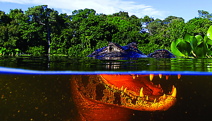 sebrae/mt-will-showcase-the-tourism-potential-of-the-state’s-biomes-to-the-visit-brazil-gall