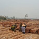 sema-realiza-operacoes-contra-extracao-ilegal-de-madeira-no-parque-estadual-tucuma