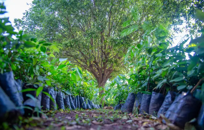 pl-para-criar-politica-estadual-de-arborizacao-urbana-e-aprovado-pela-almt
