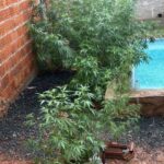 forca-tatica-prende-homem-por-trafico-de-drogas-e-apreende-17-pes-de-maconha