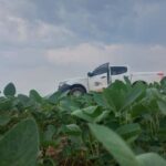 prazo-para-plantio-de-soja-em-mato-grosso-termina-no-dia-07-de-janeiro