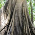 tecnologias-monitoram-biodiversidade,-arvores-e-ar-da-amazonia