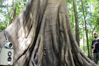 tecnologias-monitoram-biodiversidade,-arvores-e-ar-da-amazonia