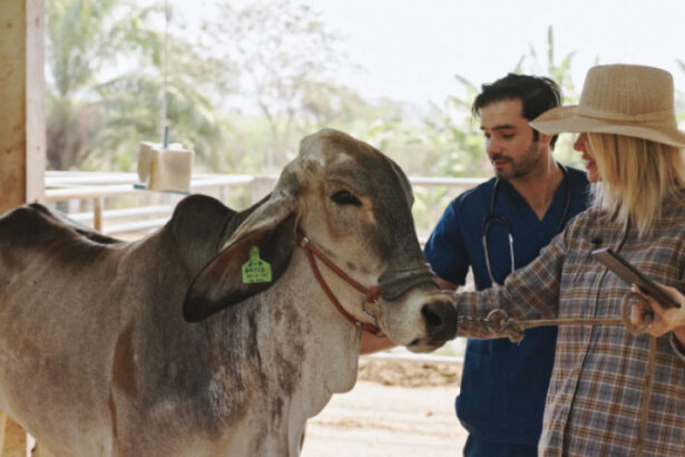 sebrae/mt-e-tnc-abrem-vagas-para-consultoria-gratuita-voltada-a-pequenos-produtores-rurais