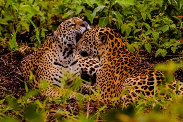 embratur-destaca-pantanal-e-mato-grosso-como-potencias-do-turismo-brasileiro