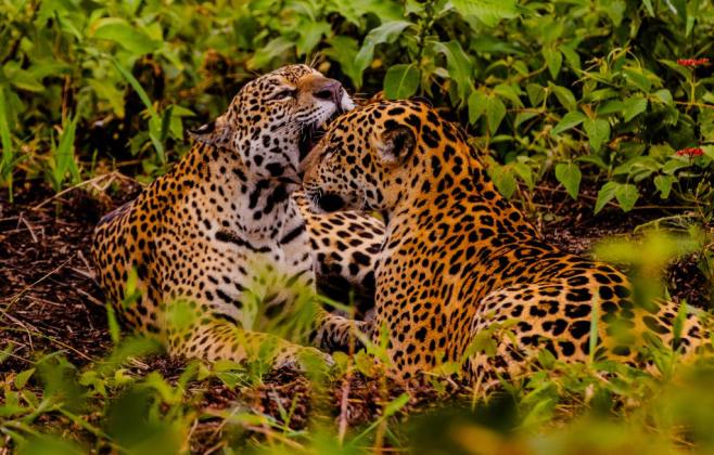 embratur-destaca-pantanal-e-mato-grosso-como-potencias-do-turismo-brasileiro
