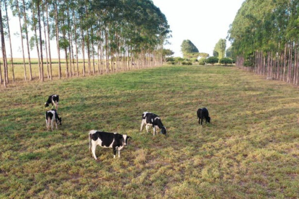 dia-de-campo-sobre-pecuaria-leiteira-sera-realizado-em-sinop-nesta-sexta-feira-(17)
