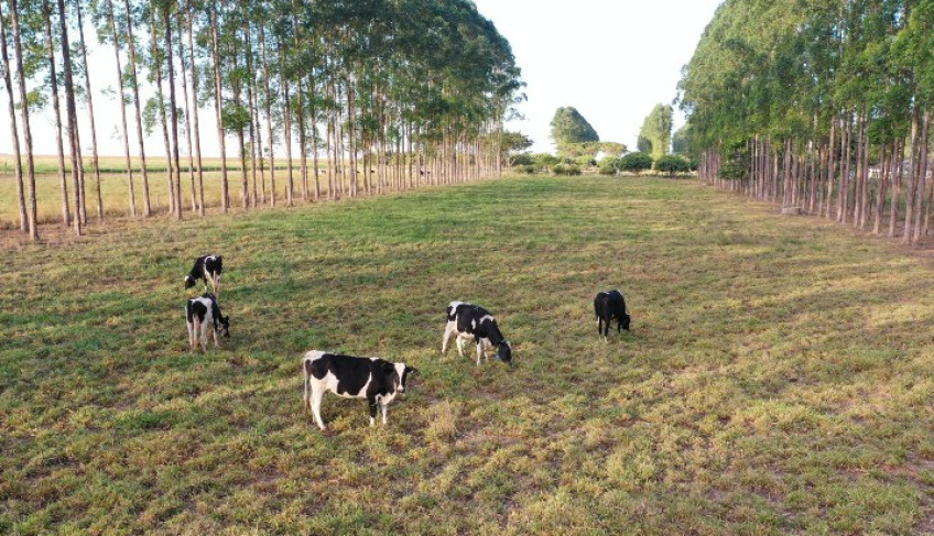 dia-de-campo-sobre-pecuaria-leiteira-sera-realizado-em-sinop-nesta-sexta-feira-(17)