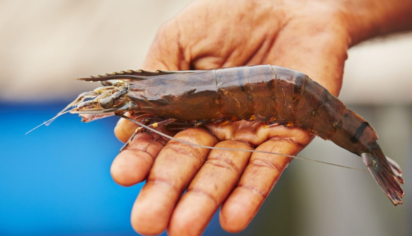 sebrae/mt-realiza-palestra-sobre-criacao-de-camarao-em-aguas-de-baixa-salinidade-em-guaranta-do-norte
