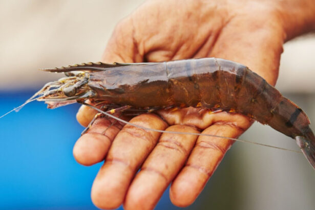 sebrae/mt-realiza-palestra-sobre-criacao-de-camarao-em-aguas-de-baixa-salinidade-em-guaranta-do-norte