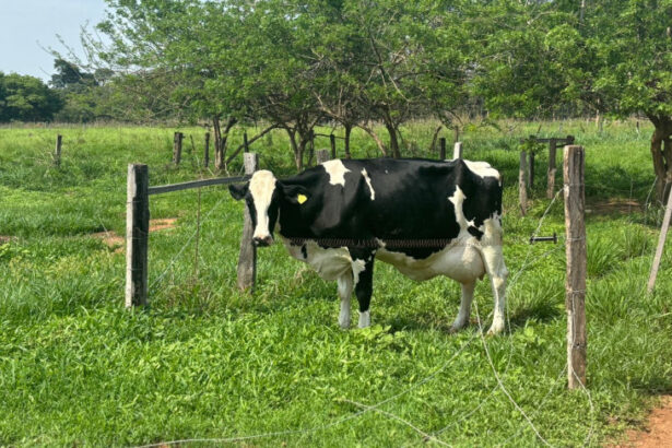 dia-de-campo-mostra-que-mato-grosso-pode-aumentar-producao-leiteira-de-forma-sustentavel