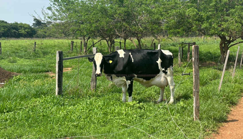 dia-de-campo-mostra-que-mato-grosso-pode-aumentar-producao-leiteira-de-forma-sustentavel