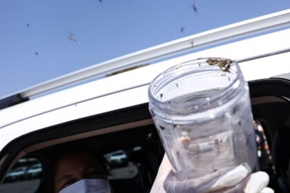 saude-libera-mosquitos-estereis-para-frear-reproducao-do-aedes