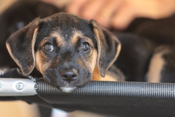 convivio-com-animais-e-acoes educativas ensinam-a-combater-violencia