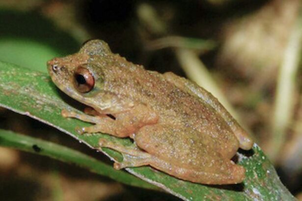 nova-especie-de-perereca-e-descoberta-no-cerrado-mineiro