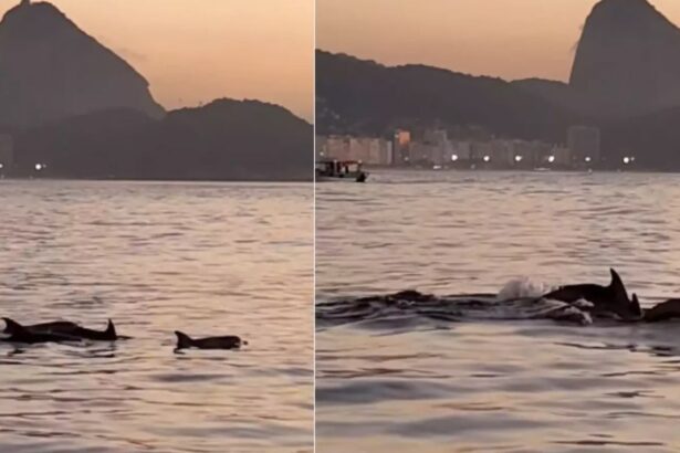 golfinhos-encantam-banhistas-no-rio-e-indicam-boas-condicoes-de-praia