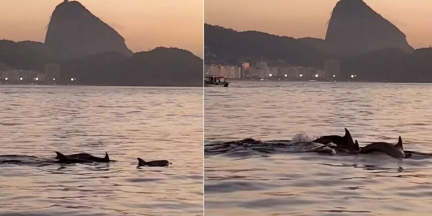 golfinhos-encantam-banhistas-no-rio-e-indicam-boas-condicoes-de-praia