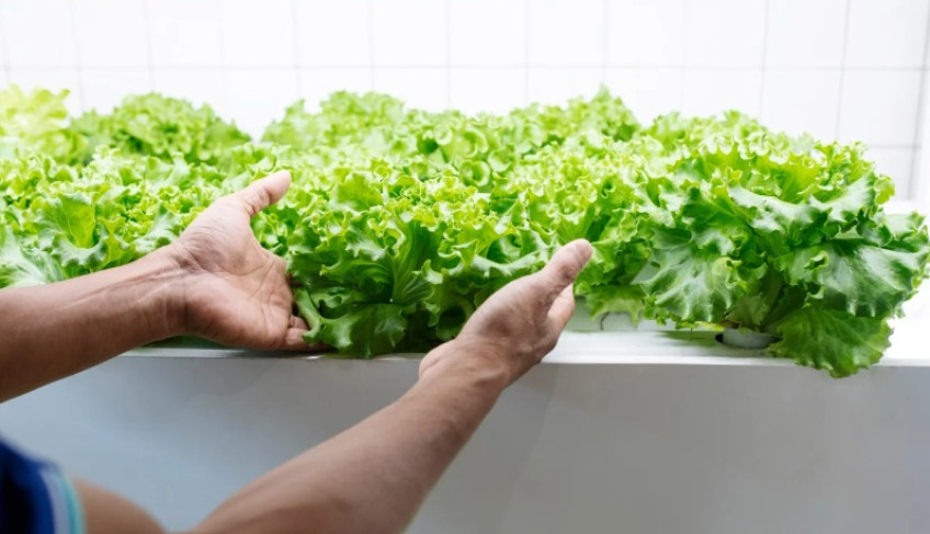 sebrae/mt-inicia-projeto-de-verticalizacao-para-fortalecer-a-agricultura-familiar-em-lucas-do-rio-verde