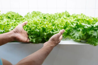 sebrae/mt-inicia-projeto-de-verticalizacao-para-fortalecer-a-agricultura-familiar-em-lucas-do-rio-verde