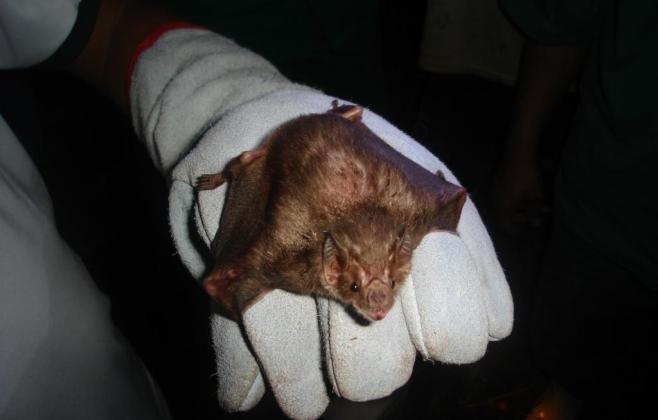 indea-atua-na-contencao-de-raiva-bovina-em-campo-verde-e-alta-floresta