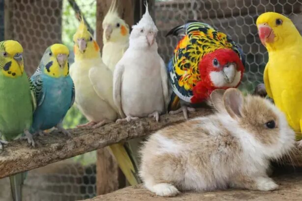 empretec-inspira-empresario-de-matupa-a-criar-negocio-inovador-no-segmento-pet