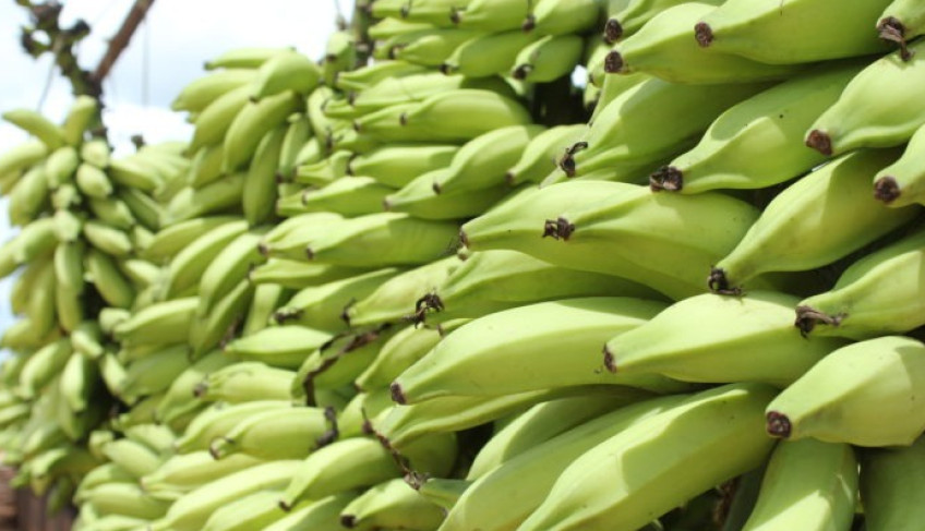 sebrae/mt-e-prefeitura-promovem-evento-para-incentivar-exportacao-de-frutas-em-lucas-do-rio-verde