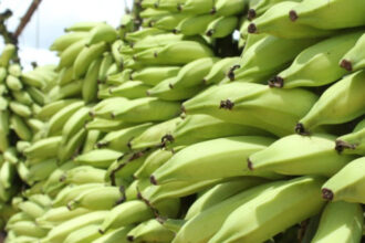 sebrae/mt-e-prefeitura-promovem-evento-para-incentivar-exportacao-de-frutas-em-lucas-do-rio-verde