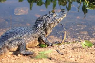 comissao-da-al-avanca-em-projetos-para-protecao-do-pantanal,-da-fauna-e-dos-recursos-hidricos