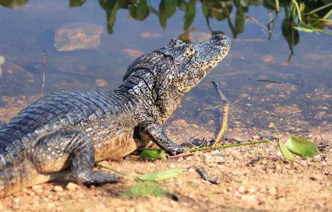 comissao-da-al-avanca-em-projetos-para-protecao-do-pantanal,-da-fauna-e-dos-recursos-hidricos